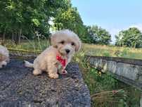 maltipoo szczeniak gotowy