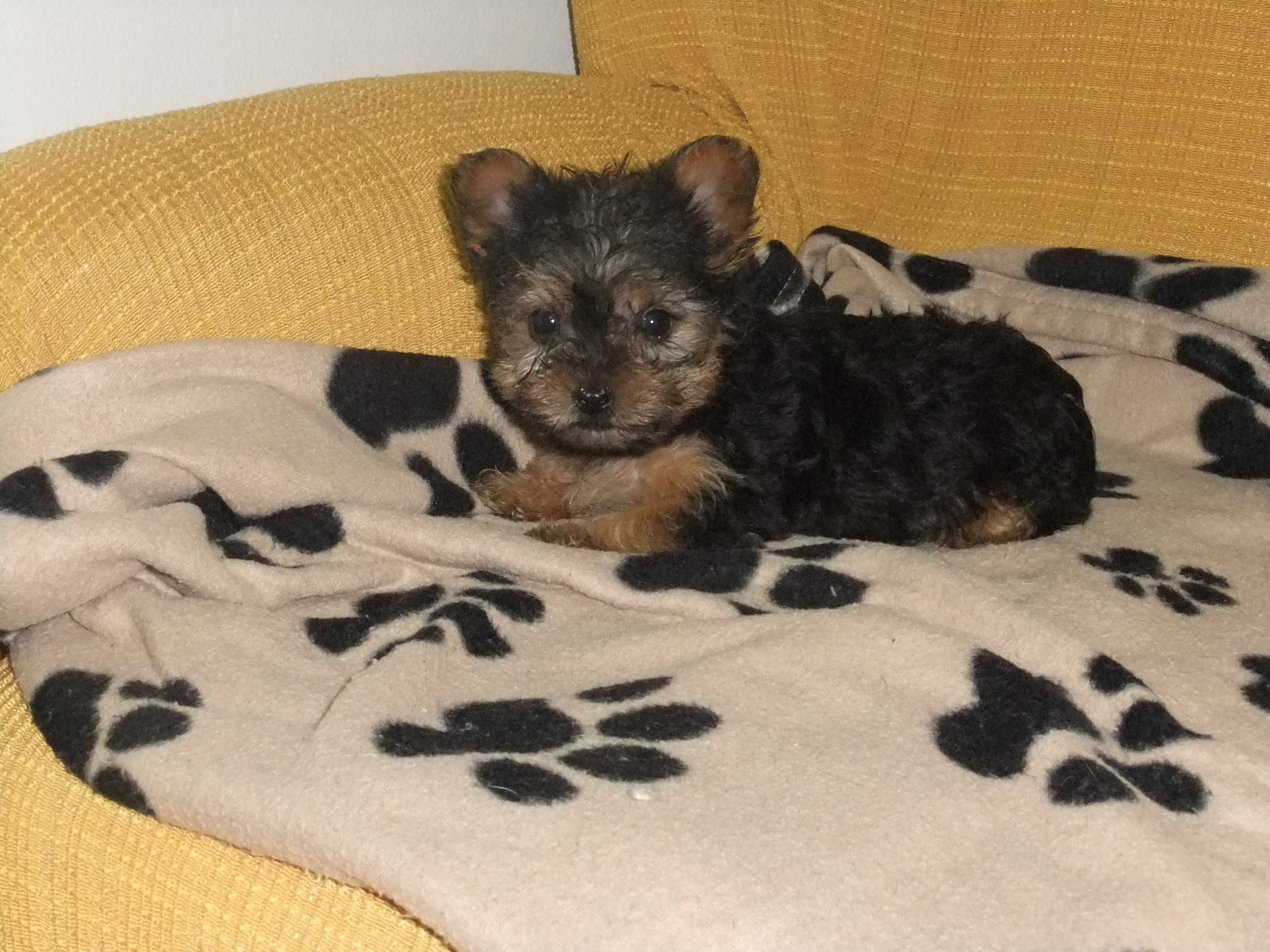 cachorro Yorkshire terrier