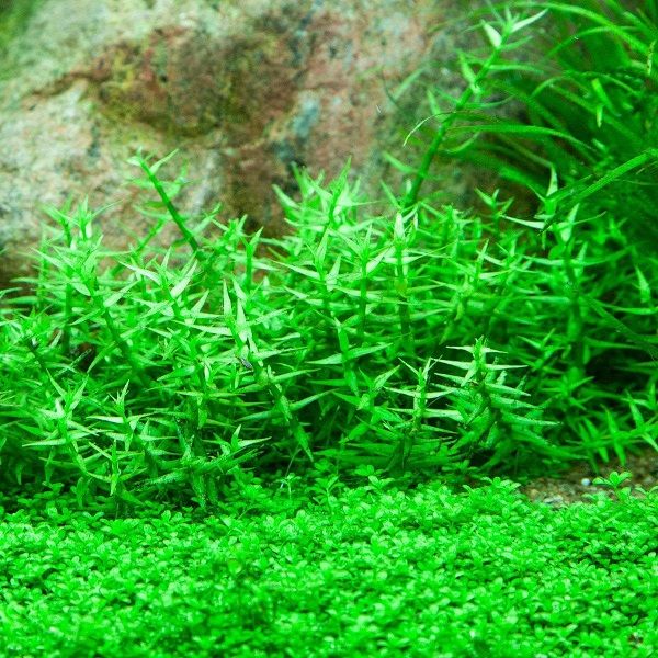 Gratiola viscidula 15 sadzonek in vitro roślina do akwarium