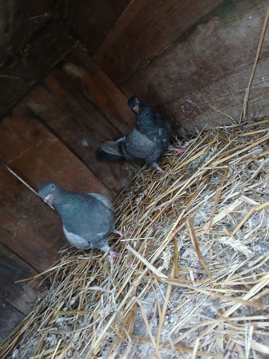 Gołębie Roztoczańskie