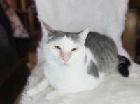 Кот Прохор в поисках дома, бело-серый 2 года
