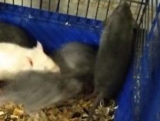 Декоративные крыски-выбор цветов.