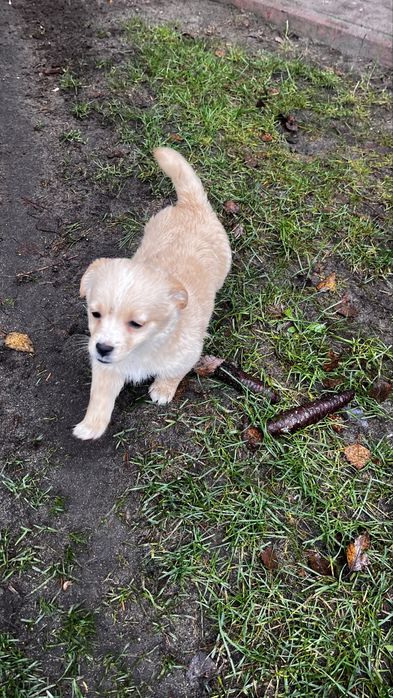 Oddam pieski w dobre ręce