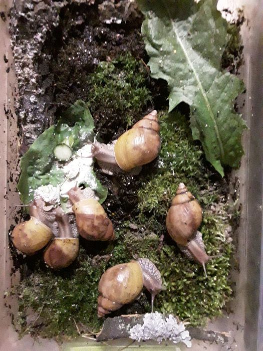 Ахатины Иммакулята