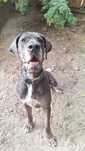 Dog niemiecki merle DO ADOPCJI !
