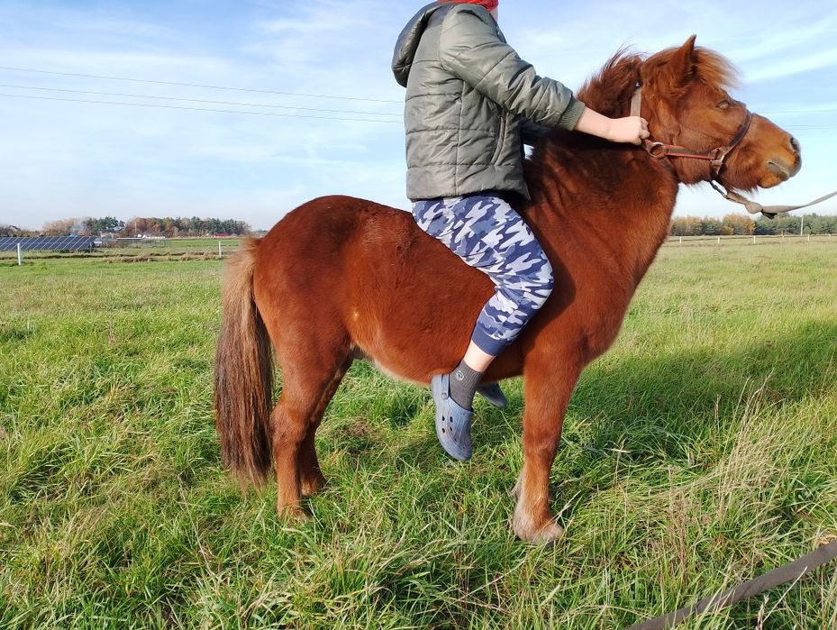 Sprzedam kuca ogierka