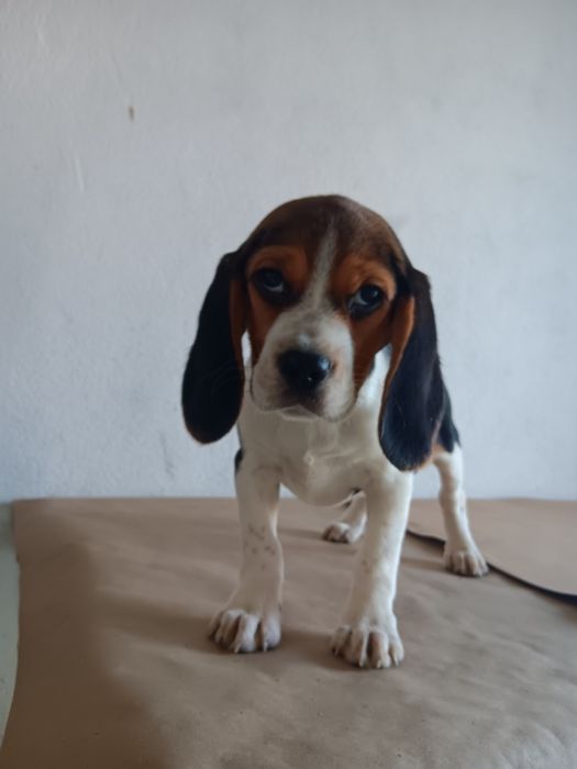 Beagle tricolor  fêmea