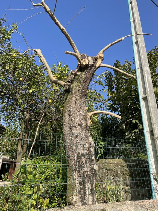 Oliveira ornamental com mais de 100 anos