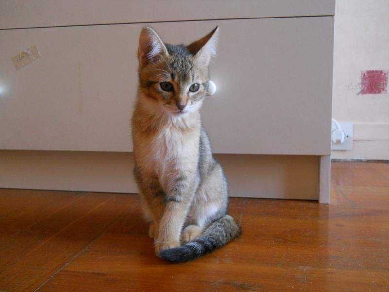 Шикарные мальчики и девочки породы Чаузи! Гибрид камышового кота!