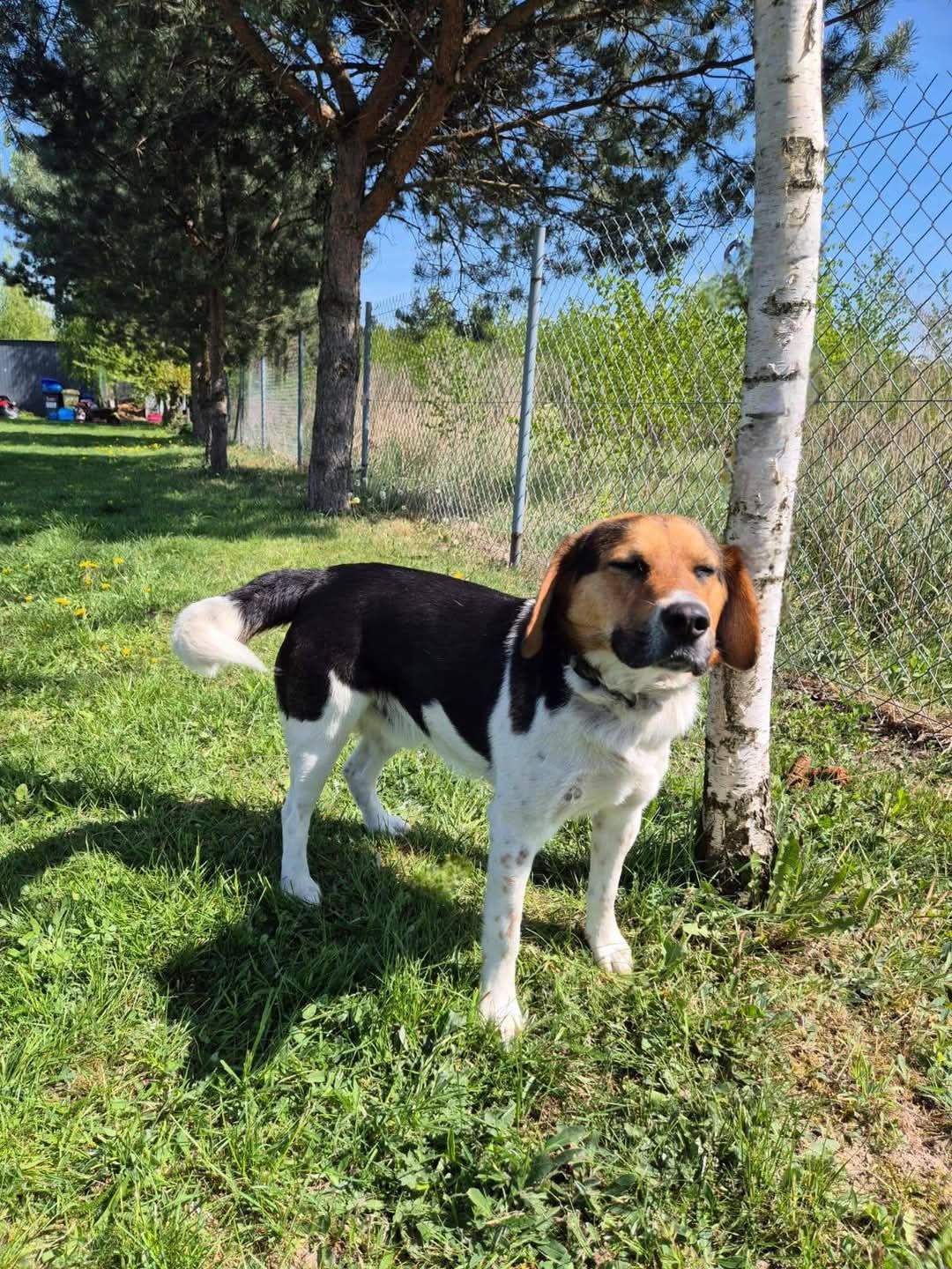 Rico w typie Beagle! Uratuj go przed samotnością dom stały/ tymczas