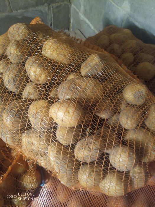 Ziemniaki cztery odmiany Ignacy Redsonia Gala Jelly.