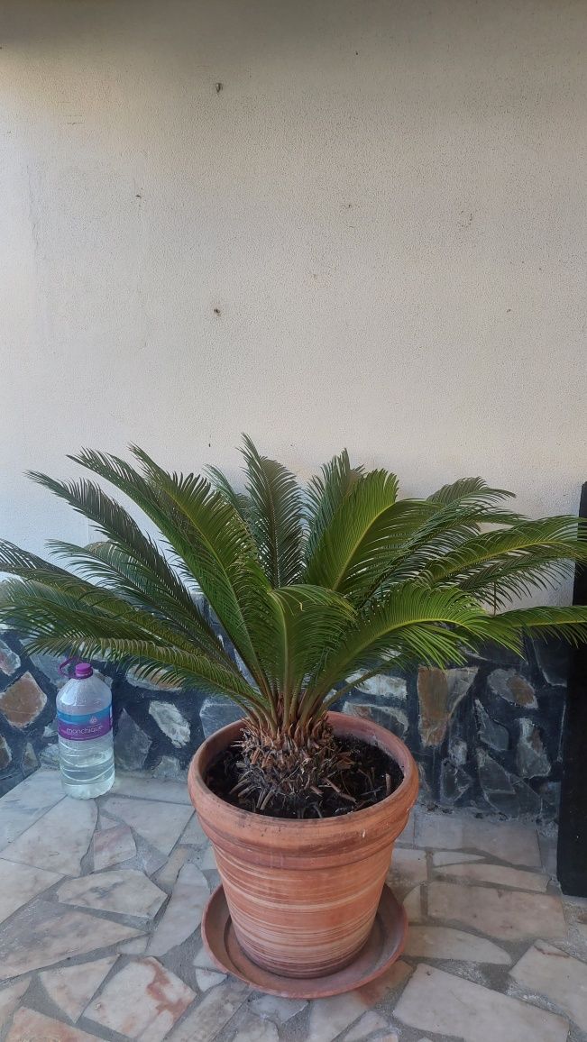 Planta Palmeira Cica
