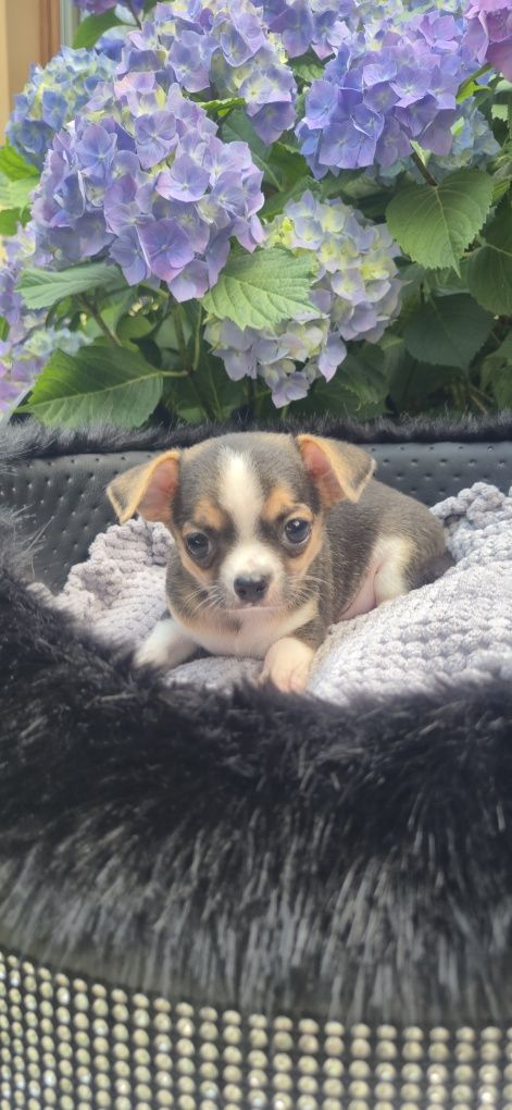 Piękny chłopczyk chihuahua krótkowłosy