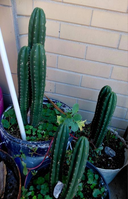 Catus S.Pedro. Vendo