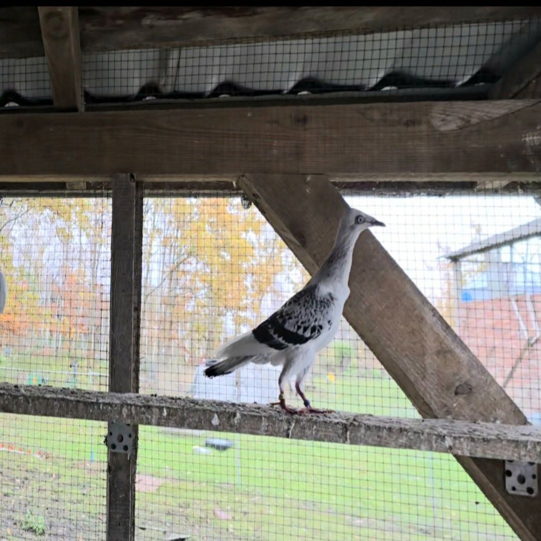 Srebrniaki jarzębiate  I pasiate,gładkie