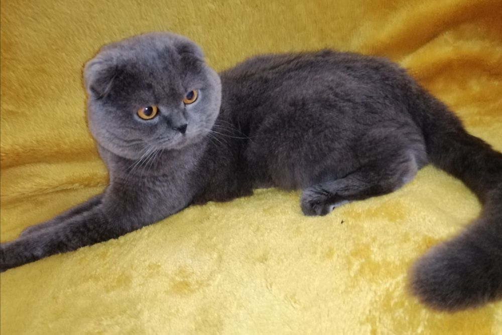 Вязка шотландский вислоухий