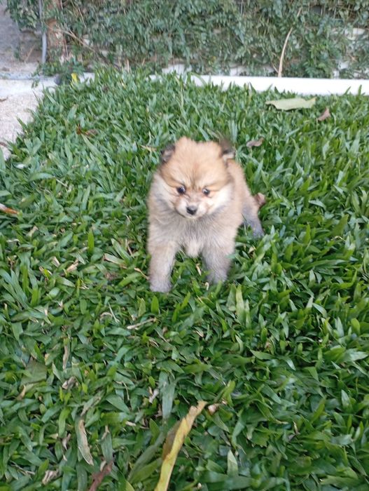 Spitz alemão fêmea