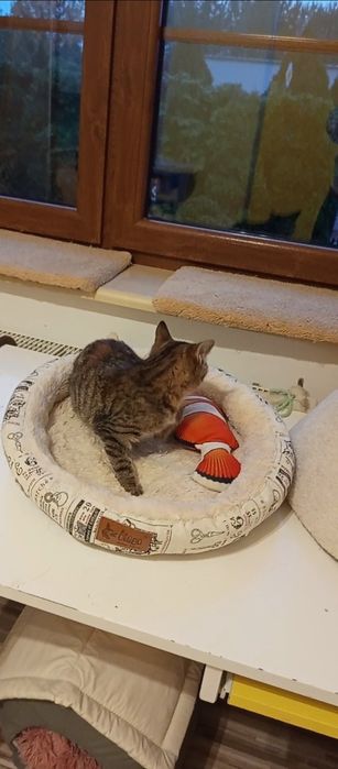 3 miesięczna kotka szuka domu niewychodzącego