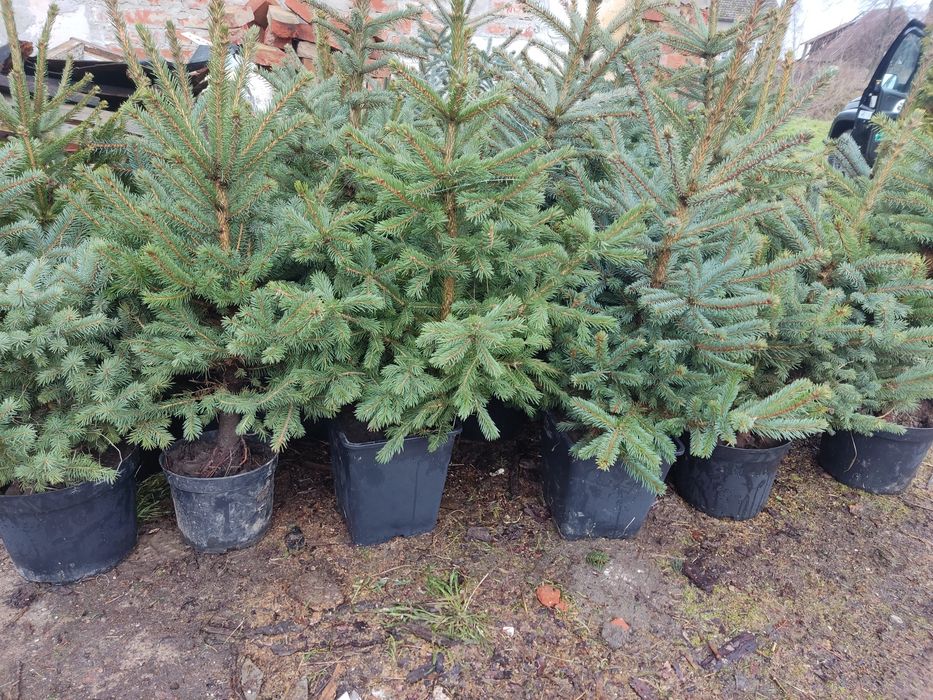 Świerk srebrny i zwyczajny