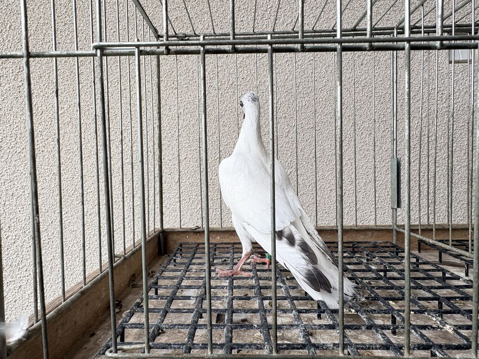 Wiedeński gołębie ozdobne