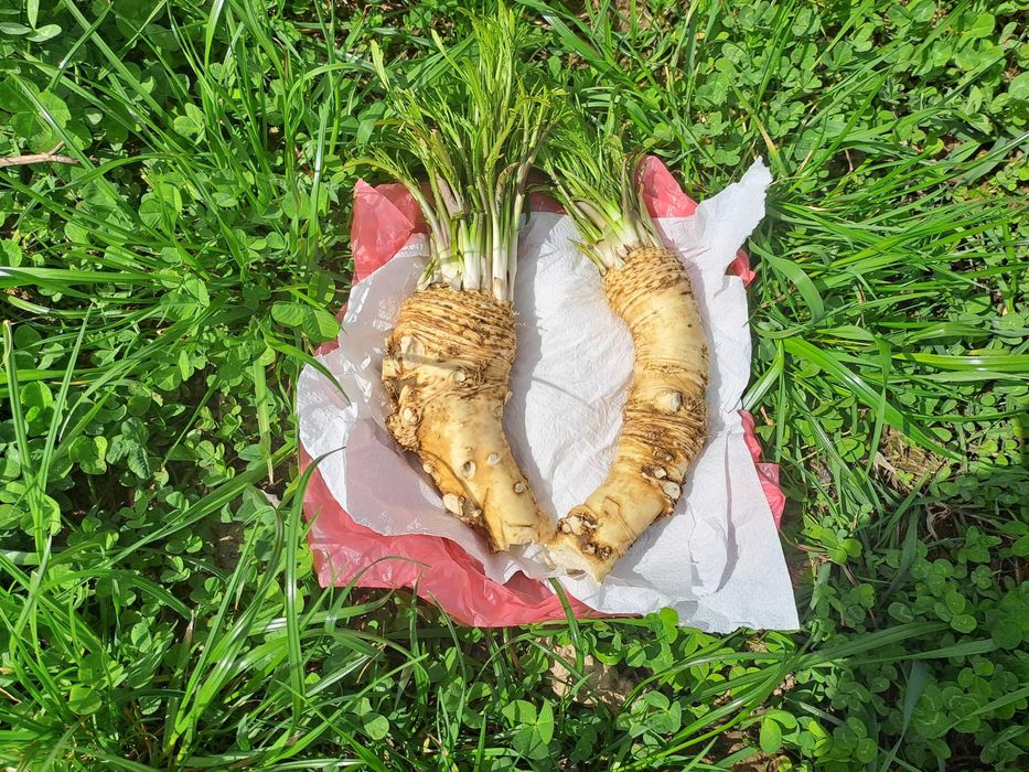 Chrzan  Ekologiczny Świeży