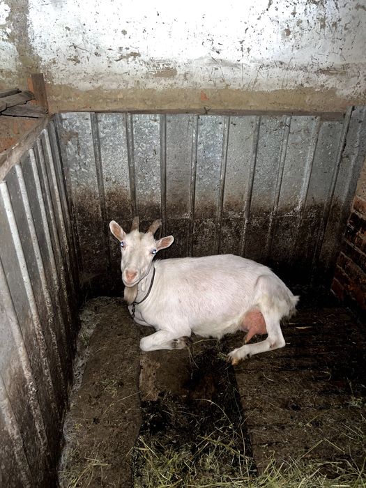 Продам кіз: дійних і на мʼясо