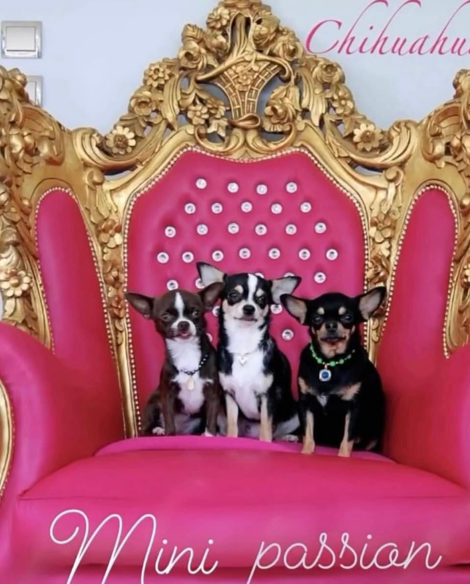 Chihuahua samczyk