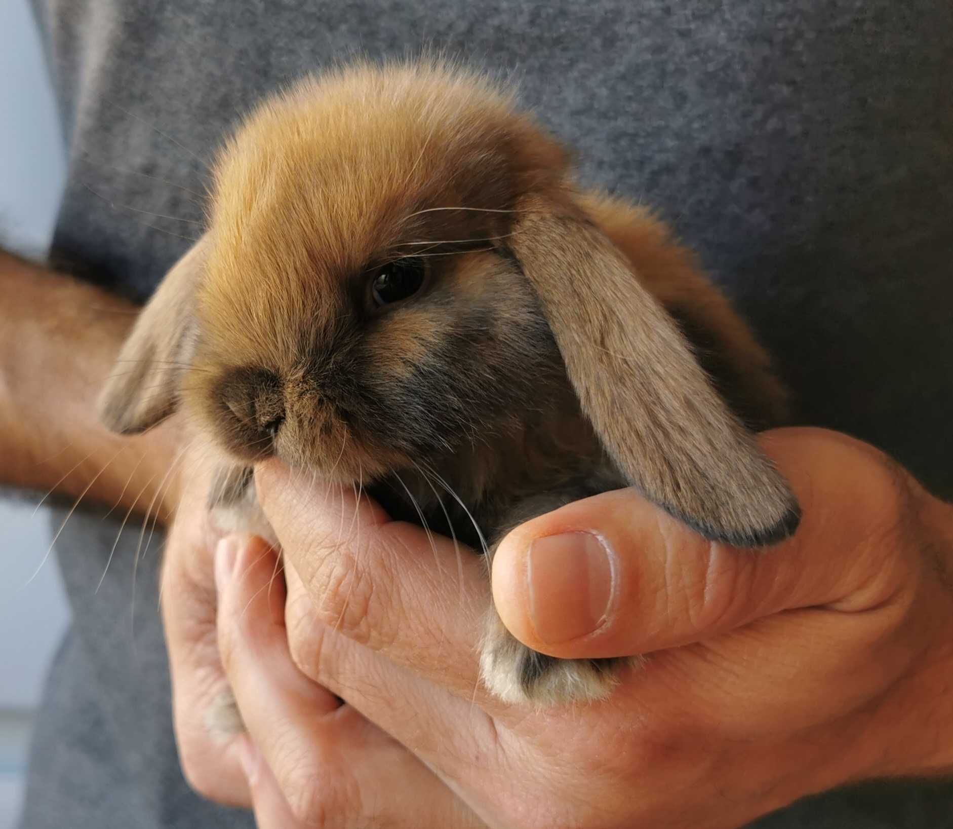 Coelhos anões orelhudos + gaiola nova + alimentação adequada