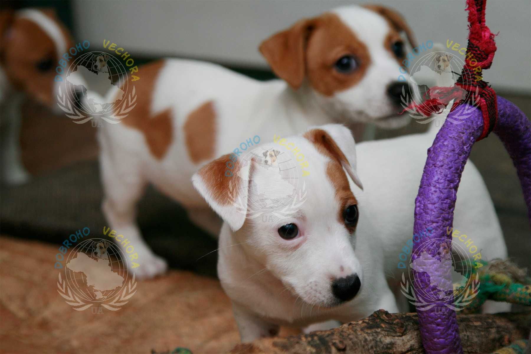 Цуценя ( щенок ) Джек Рассел тер'єра ( Jack Russel terrier )