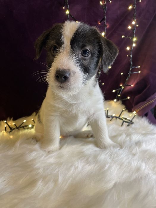 Szczeniak Jack Russell Terrier (FCI)