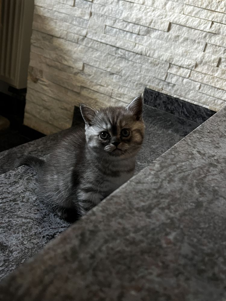 Kotka dymna whiskas brytyjska