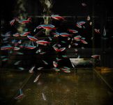 Neon Czerwony - Tina Zoo Zabrze