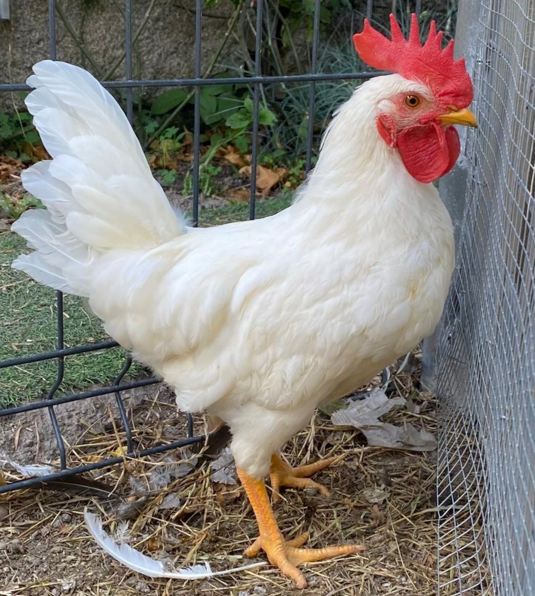 Galo  Leghorn  /