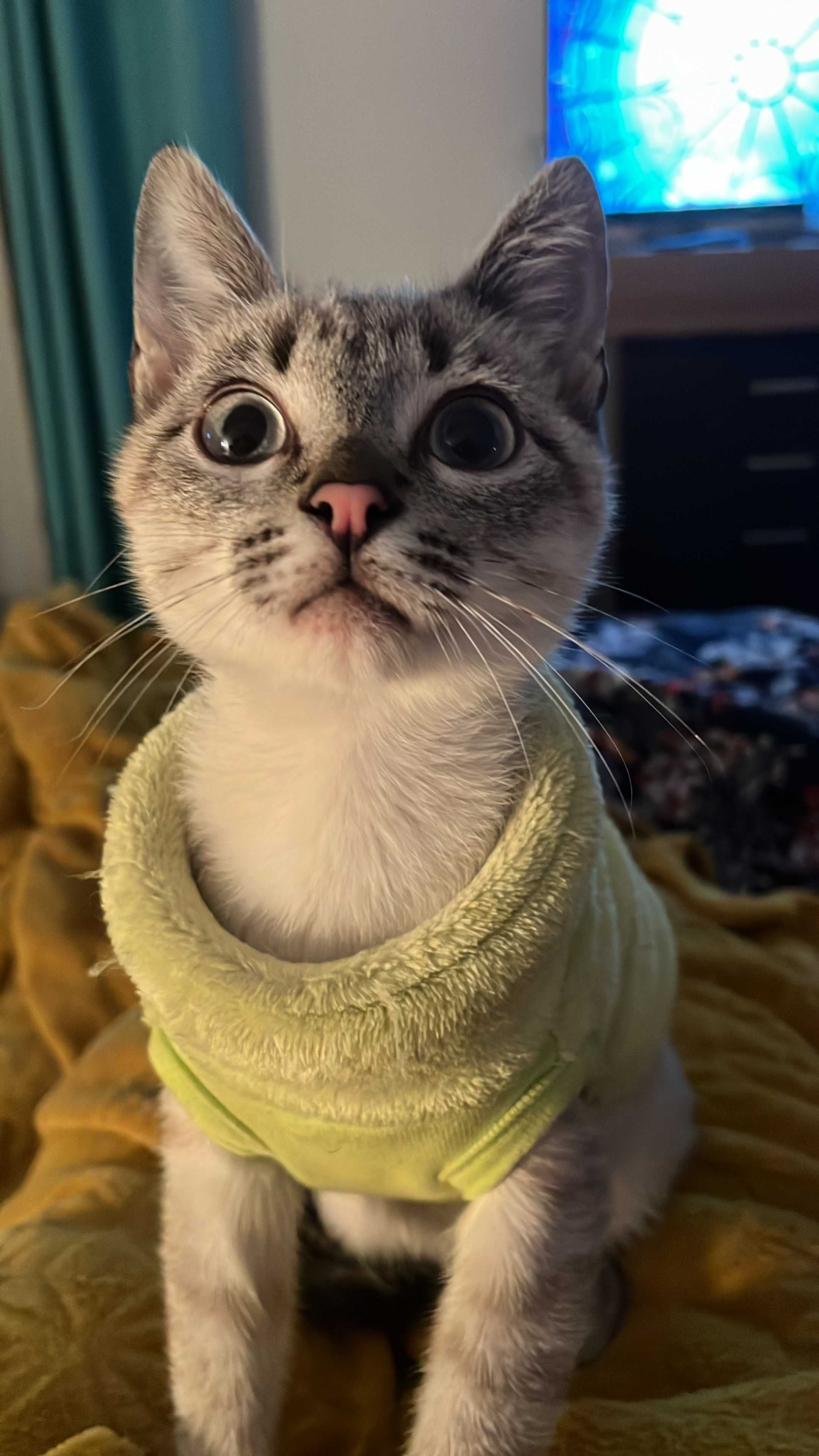 Dá-se gato com 1 ano