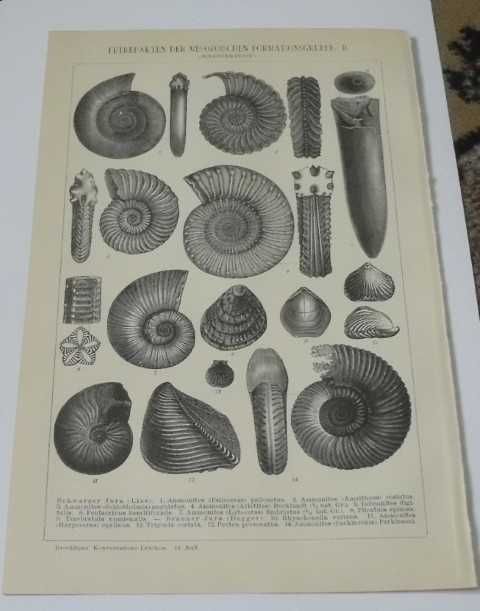 Skamieliny III  oryginalne XIX w. grafiki do aranżacji wnętrza