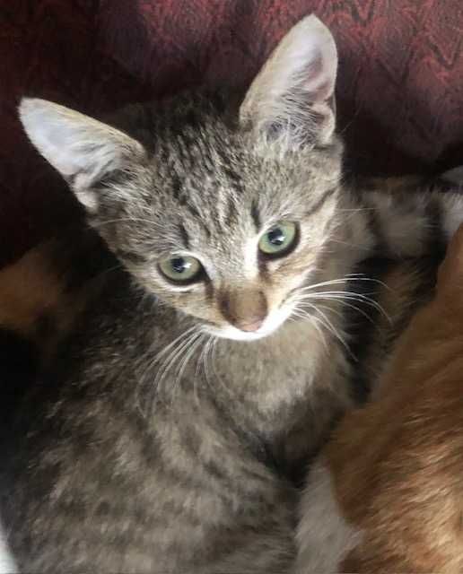 Кошенята шукають домівку