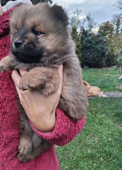 Śliczny szczeniaczek chow chow. Gotowa do zmiany domu