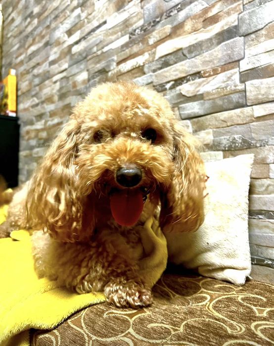 Вязка  пуделя  темний абрикос