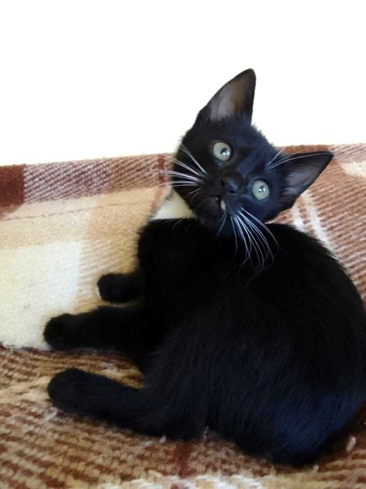 Котята кошечки котики бесплатно отдам