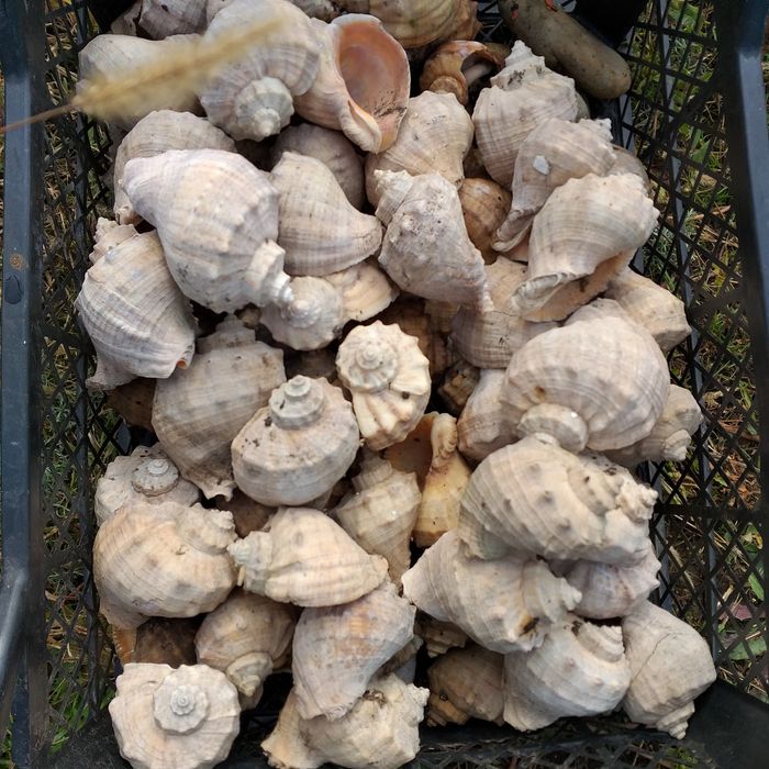 Ракушки морские натуральные  для аквариума