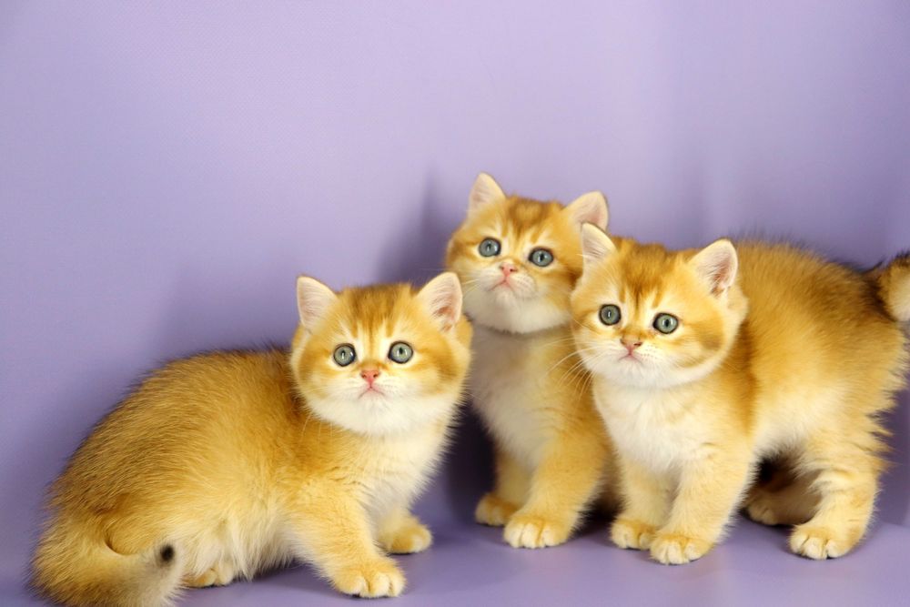 Британські плюшеві кошенята з щепленням та гарними манерами