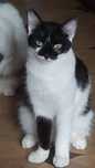 Коты и кошки бесплатно