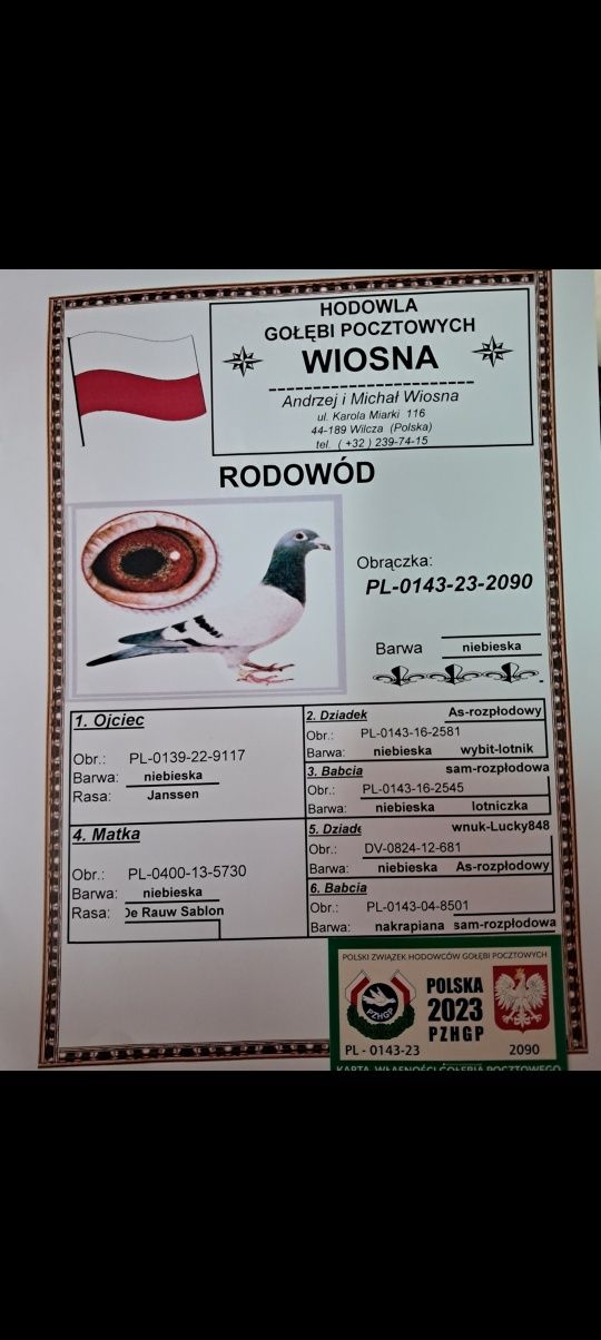 Gołębie Pocztowe A i M Wiosna Orginały z Rodowodem