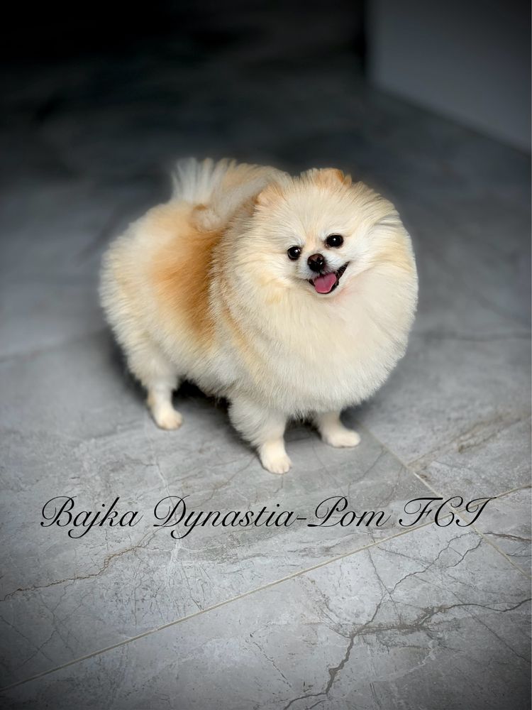 Szpic miniaturowy pomeranian FCI