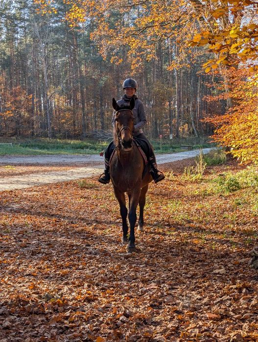 Klacz koń rekreacja hodowla