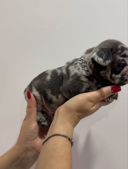 Menino Buldog Frances Blue Merle