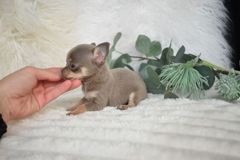 Chihuahua  Super Mini. Menino .Lilac Tan. Cabeça de maçã. Perfeito!