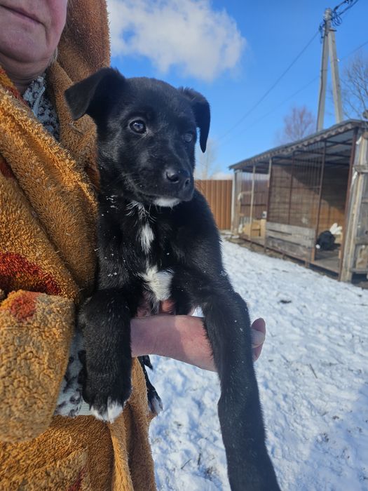 Шикарна дівчинка, 3х місяців, в пошуку дому