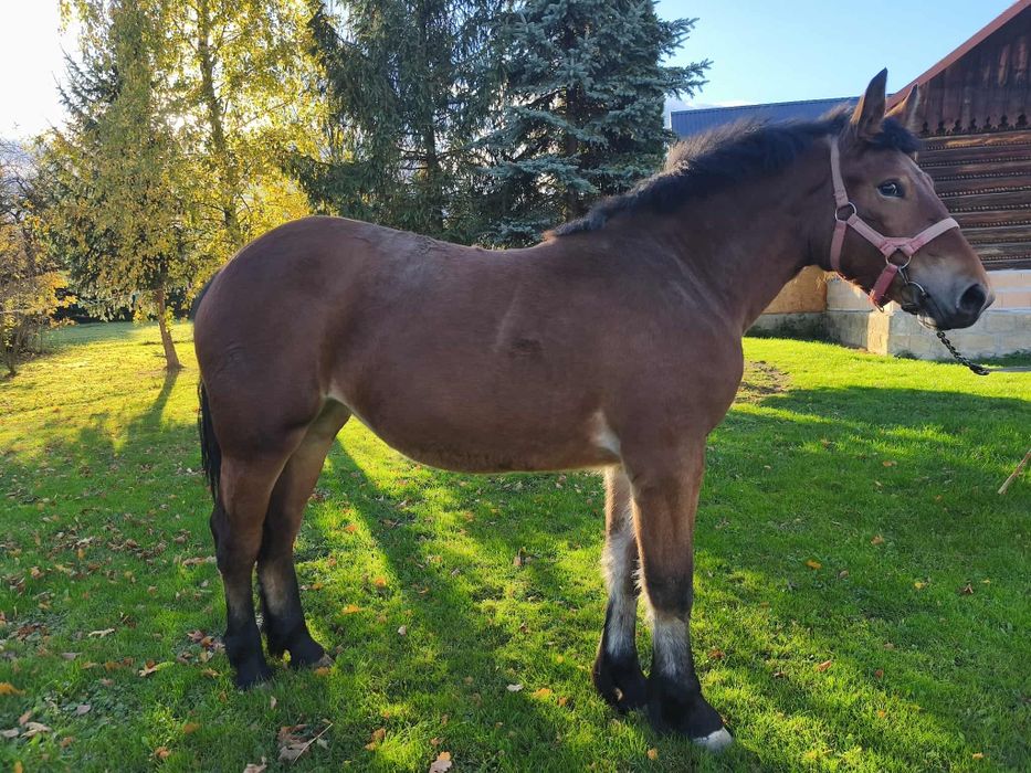 Sprzedam źrebice zimnokrwistą