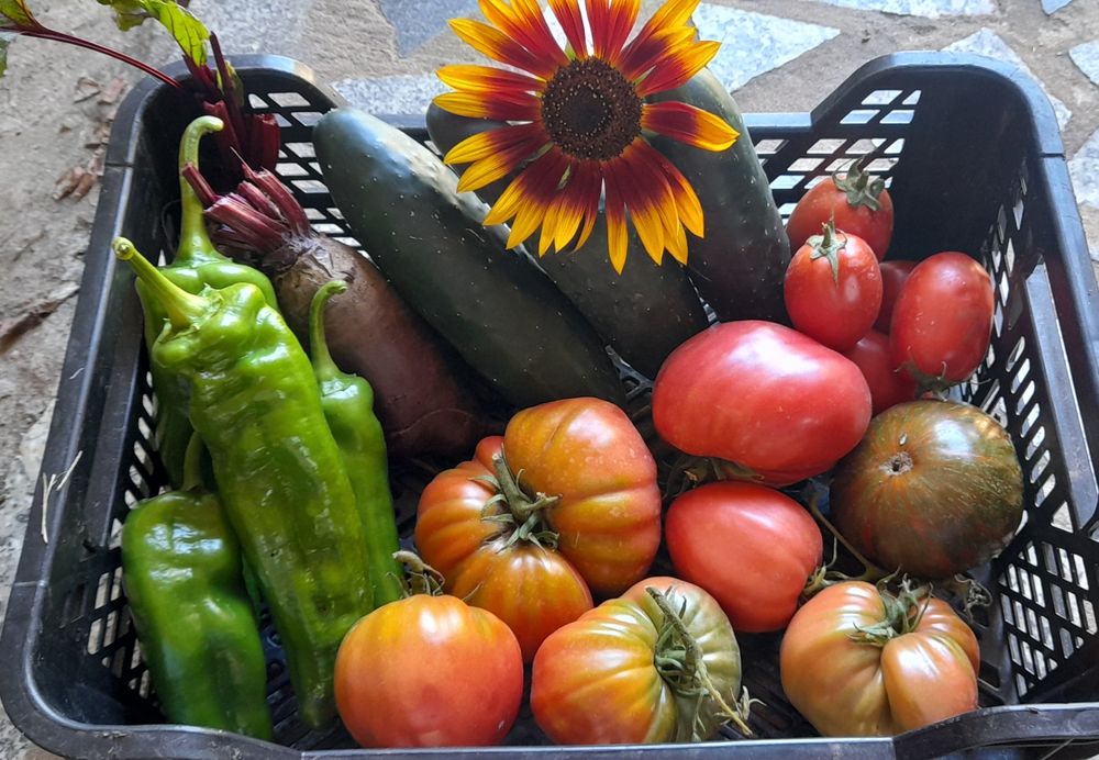 Cogumelos silvestres, Legumes, frutas, etc..tudo bio...